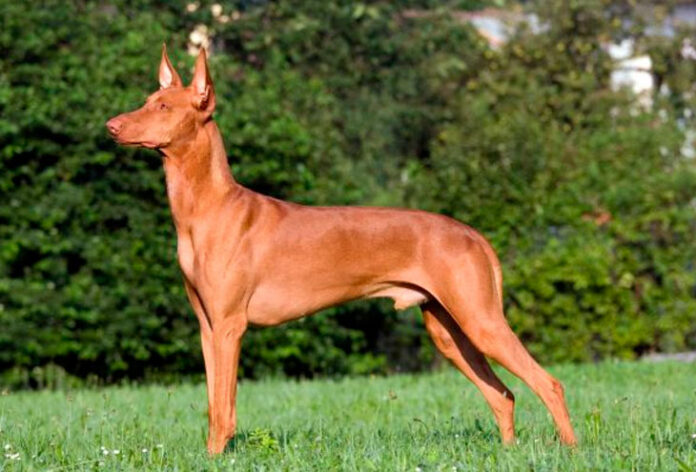 Podenco andaluz