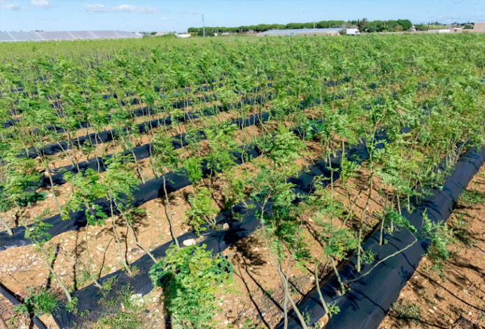 Plantación de moringa