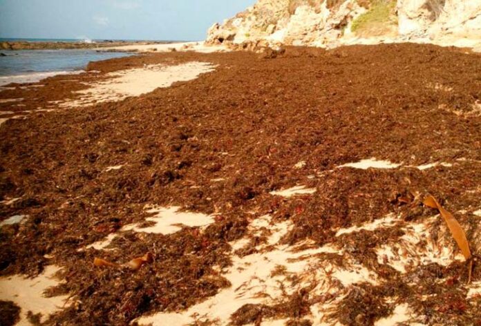 Rugulopteryx-okamurae